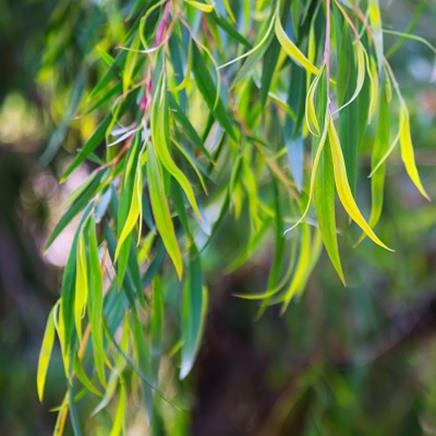 Actif naturel Eucalyptus radié